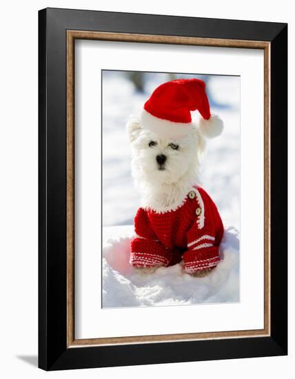 Christmas Puppy, Winter - Portrait of Maltese Puppy in Santa Hat Sitting in Snow-Gorilla-Framed Photographic Print