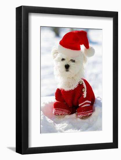 Christmas Puppy, Winter - Portrait of Maltese Puppy in Santa Hat Sitting in Snow-Gorilla-Framed Photographic Print