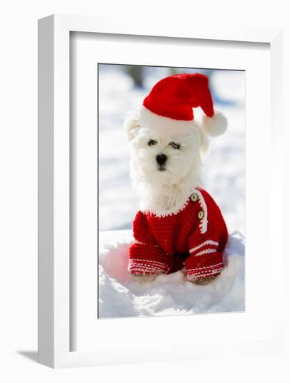 Christmas Puppy, Winter - Portrait of Maltese Puppy in Santa Hat Sitting in Snow-Gorilla-Framed Photographic Print