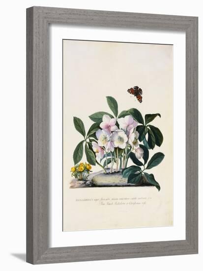 Christmas Rose and Winter Aconite-Johann Wilhelm Weinmann-Framed Giclee Print