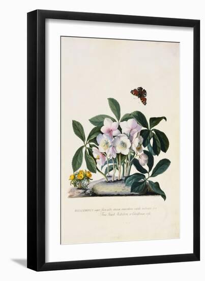 Christmas Rose and Winter Aconite-Johann Wilhelm Weinmann-Framed Giclee Print