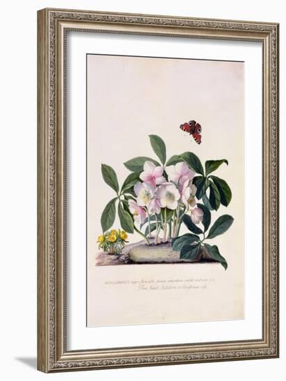 Christmas Rose and Winter Aconite-Georg Dionysius Ehret-Framed Giclee Print