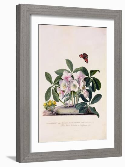 Christmas Rose and Winter Aconite-Georg Dionysius Ehret-Framed Giclee Print