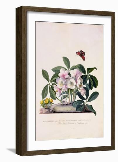 Christmas Rose and Winter Aconite-Georg Dionysius Ehret-Framed Giclee Print