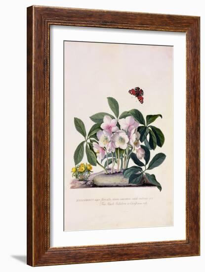 Christmas Rose and Winter Aconite-Georg Dionysius Ehret-Framed Giclee Print