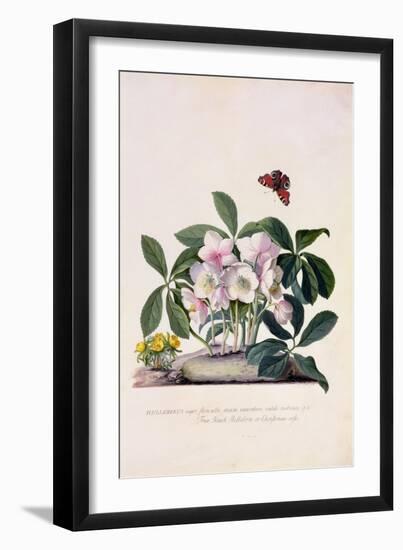 Christmas Rose and Winter Aconite-Georg Dionysius Ehret-Framed Giclee Print