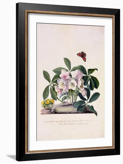 Christmas Rose and Winter Aconite-Georg Dionysius Ehret-Framed Giclee Print