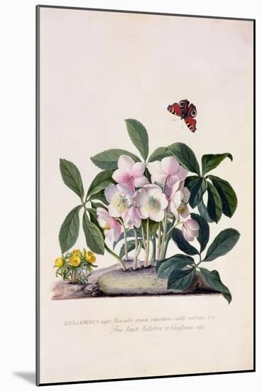 Christmas Rose and Winter Aconite-Georg Dionysius Ehret-Mounted Giclee Print