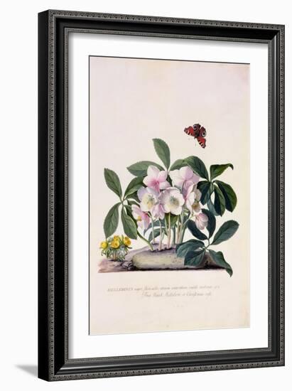 Christmas Rose and Winter Aconite-Georg Dionysius Ehret-Framed Giclee Print