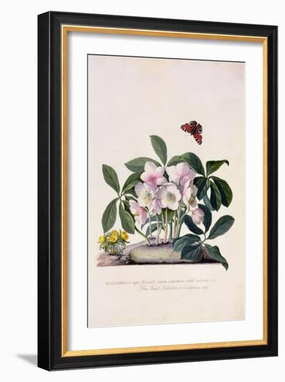 Christmas Rose and Winter Aconite-Georg Dionysius Ehret-Framed Giclee Print