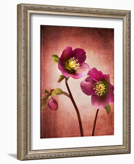 Christmas Rose, Flower, Blossoms, Bud, Still Life, Red, Yellow-Axel Killian-Framed Photographic Print