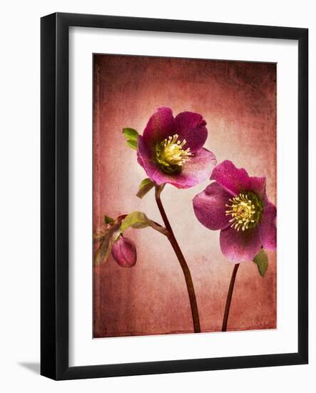 Christmas Rose, Flower, Blossoms, Bud, Still Life, Red, Yellow-Axel Killian-Framed Photographic Print