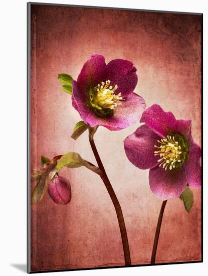 Christmas Rose, Flower, Blossoms, Bud, Still Life, Red, Yellow-Axel Killian-Mounted Photographic Print