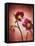 Christmas Rose, Flower, Blossoms, Bud, Still Life, Red, Yellow-Axel Killian-Framed Premier Image Canvas