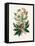 Christmas Rose (Helleborus Niger) Medical Botany-John Stephenson and James Morss Churchill-Framed Premier Image Canvas