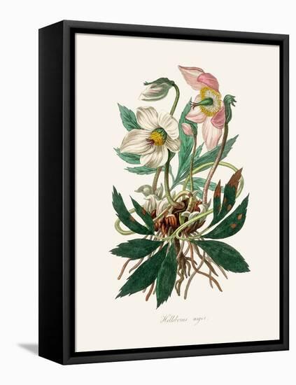 Christmas Rose (Helleborus Niger) Medical Botany-John Stephenson and James Morss Churchill-Framed Premier Image Canvas