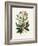 Christmas Rose (Helleborus Niger) Medical Botany-John Stephenson and James Morss Churchill-Framed Photographic Print