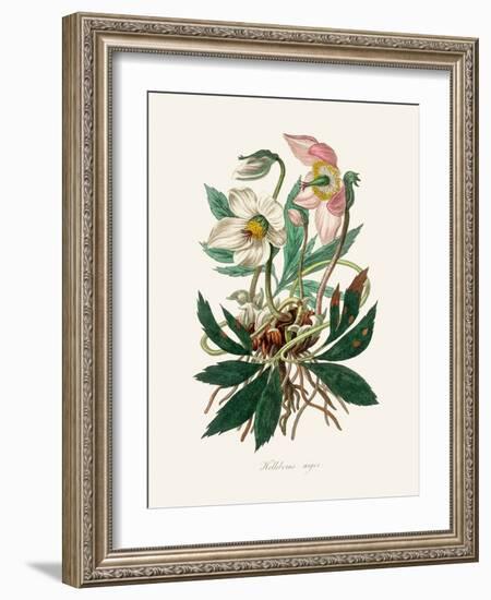 Christmas Rose (Helleborus Niger) Medical Botany-John Stephenson and James Morss Churchill-Framed Photographic Print