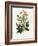 Christmas Rose (Helleborus Niger) Medical Botany-John Stephenson and James Morss Churchill-Framed Photographic Print