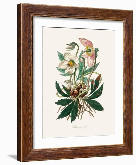 Christmas Rose (Helleborus Niger) Medical Botany-John Stephenson and James Morss Churchill-Framed Photographic Print