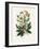 Christmas Rose (Helleborus Niger) Medical Botany-John Stephenson and James Morss Churchill-Framed Photographic Print
