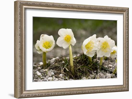 Christmas Rose (Helleborus Niger)-Bob Gibbons-Framed Photographic Print