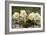 Christmas Rose (Helleborus Niger)-Bob Gibbons-Framed Photographic Print