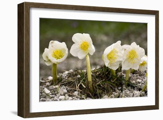 Christmas Rose (Helleborus Niger)-Bob Gibbons-Framed Photographic Print