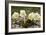 Christmas Rose (Helleborus Niger)-Bob Gibbons-Framed Photographic Print