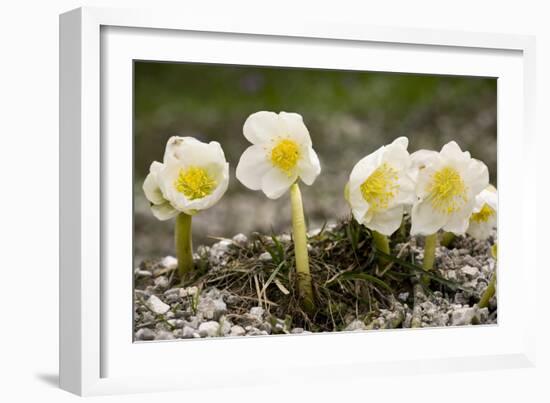 Christmas Rose (Helleborus Niger)-Bob Gibbons-Framed Photographic Print