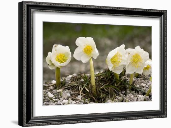 Christmas Rose (Helleborus Niger)-Bob Gibbons-Framed Photographic Print