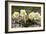 Christmas Rose (Helleborus Niger)-Bob Gibbons-Framed Photographic Print