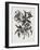 Christmas Rose (Wood Engraving)-John Northcote Nash-Framed Giclee Print