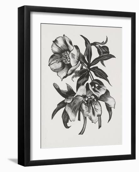 Christmas Rose (Wood Engraving)-John Northcote Nash-Framed Giclee Print