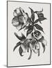 Christmas Rose (Wood Engraving)-John Northcote Nash-Mounted Giclee Print