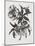 Christmas Rose (Wood Engraving)-John Northcote Nash-Mounted Giclee Print