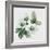 Christmas Rose-Nell Hill-Framed Giclee Print