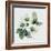 Christmas Rose-Nell Hill-Framed Giclee Print