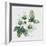 Christmas Rose-Nell Hill-Framed Giclee Print