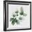 Christmas Rose-Nell Hill-Framed Giclee Print