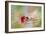 Christmas Rose-Jai Johnson-Framed Giclee Print