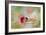 Christmas Rose-Jai Johnson-Framed Giclee Print