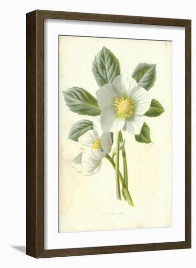 Christmas Rose-Frederick Edward Hulme-Framed Giclee Print