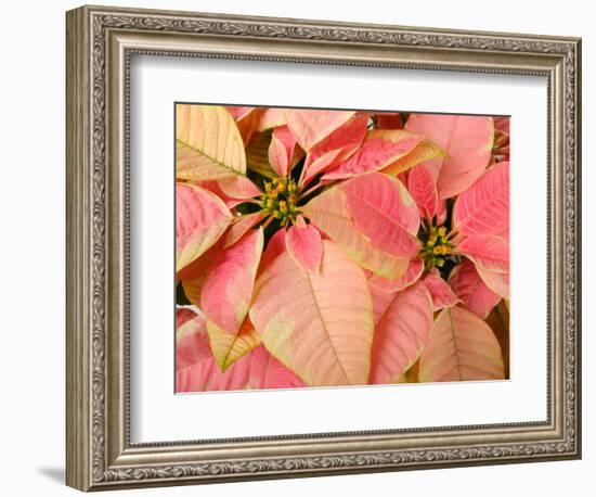 Christmas Royal Poinsettia-Maresa Pryor-Framed Photographic Print