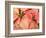 Christmas Royal Poinsettia-Maresa Pryor-Framed Photographic Print