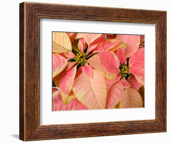 Christmas Royal Poinsettia-Maresa Pryor-Framed Photographic Print