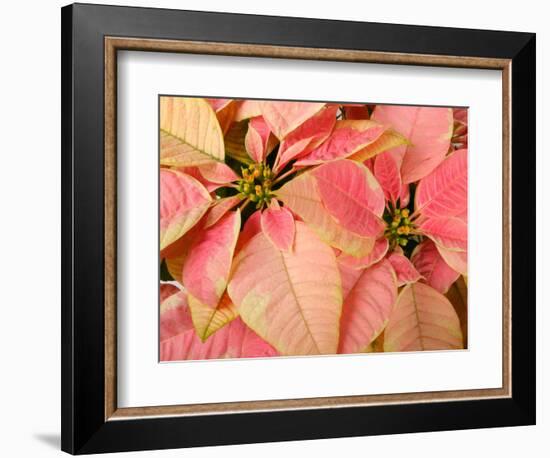 Christmas Royal Poinsettia-Maresa Pryor-Framed Photographic Print