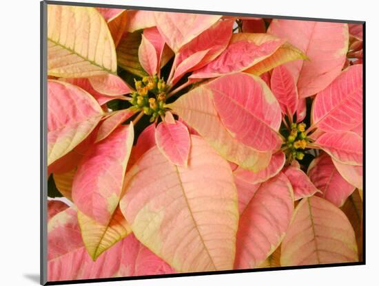 Christmas Royal Poinsettia-Maresa Pryor-Mounted Photographic Print