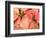 Christmas Royal Poinsettia-Maresa Pryor-Framed Photographic Print