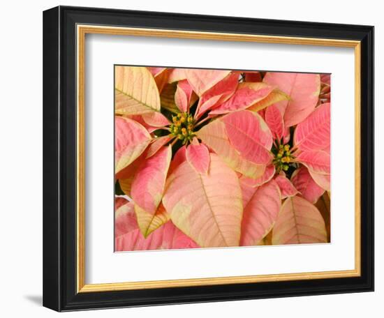 Christmas Royal Poinsettia-Maresa Pryor-Framed Photographic Print